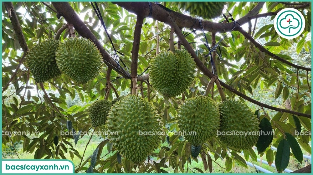 Trái sầu riêng 60 ngày tuổi